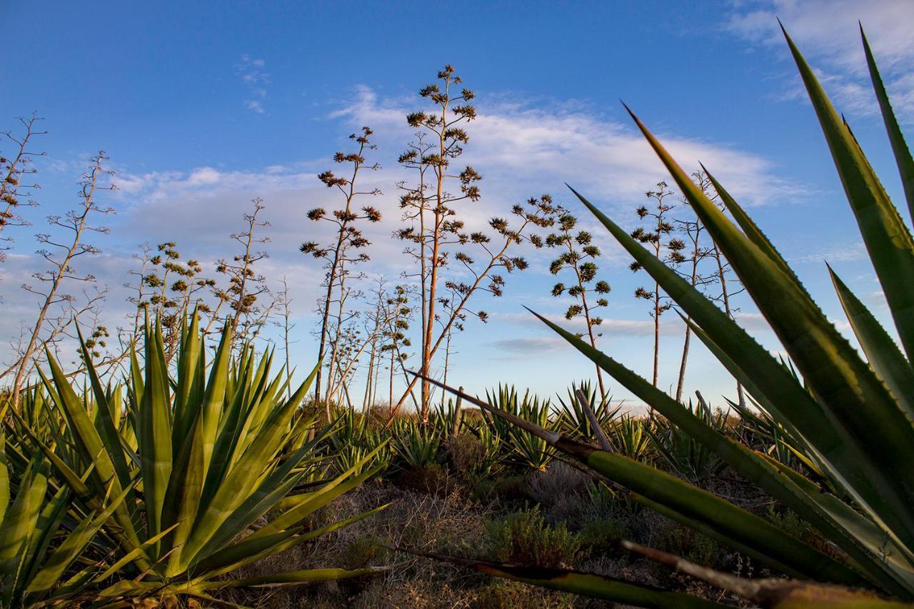 La Palmera. El Amanecer En El Parque Natural Otel Agua Amarga  Dış mekan fotoğraf